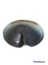 PLAT EN PORCELAINE  DESIGN COQUILLAGE 33CM DUBAI